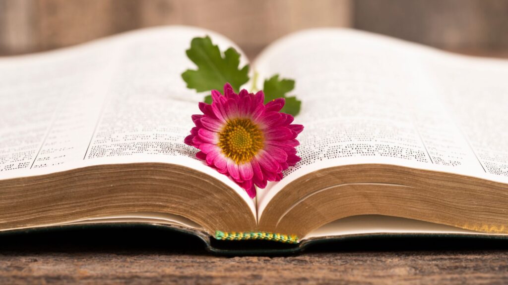 a flower in an open book